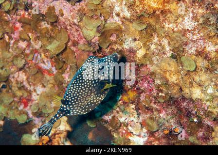 Poissons-soutes lisses sur le récif de corail au large de l'île tropicale de Bonaire Banque D'Images