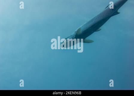 Un tarpon de l'Atlantique pegalops atlanticus près de la surface de chasse à la nourriture Banque D'Images