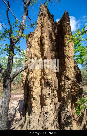 Litchfield Cathedral Termite (Nasutitermes triodiae) Mounds, construit dans la savane boisée ouverte Banque D'Images
