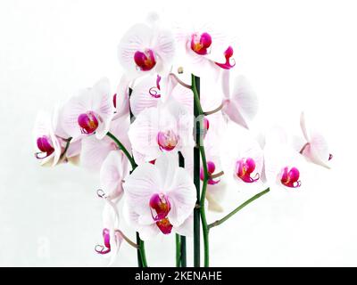 Une magnifique orchidée blanche et rouge dans un pot de fleurs sur fond blanc Banque D'Images