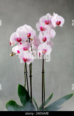 Une magnifique orchidée blanche et rouge dans un pot de fleurs sur fond gris et brumeux Banque D'Images