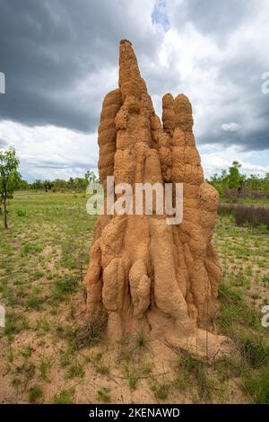 Litchfield Cathedral Termite (Nasutitermes triodiae) Mounds, construit dans la savane boisée ouverte Banque D'Images