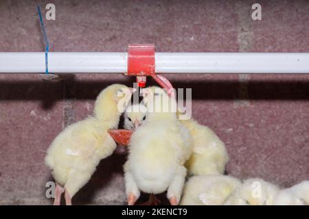 Les poulets de chair de jour boivent de l'eau provenant des buveurs. Banque D'Images