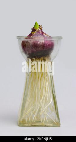 Racines de pousse de bulbe de jacinthe poussant dans un vase en verre Banque D'Images