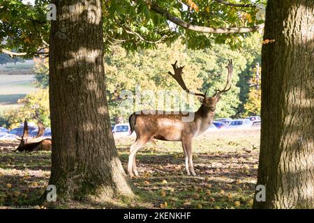 Cerf sauvage (d .Dama) avec des bois de taille pleine debout à l'ombre sous deux grands arbres dans le Kent Country Side Angleterre Royaume-Uni Banque D'Images
