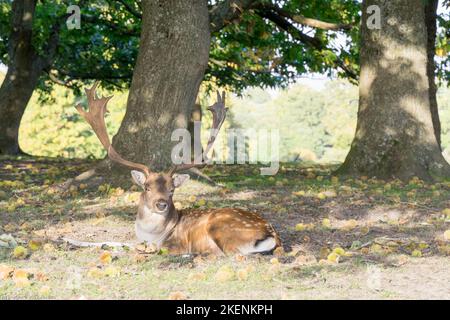Cerf sauvage (d .Dama) avec des bois plein de la croissance soleil se baignant dans le soleil dans le parc dans le Kent pays côte Angleterre Royaume-Uni Banque D'Images