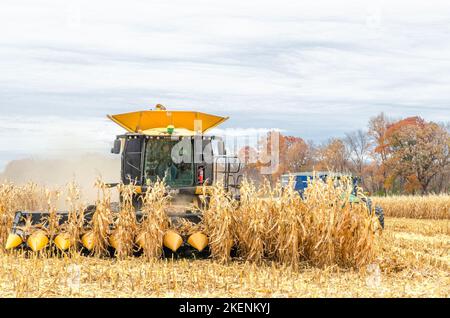 Récolte du maïs. Moissonneuse-batteuse Claas Lexion 740. Livingston Comté. Geneseo, New York Banque D'Images