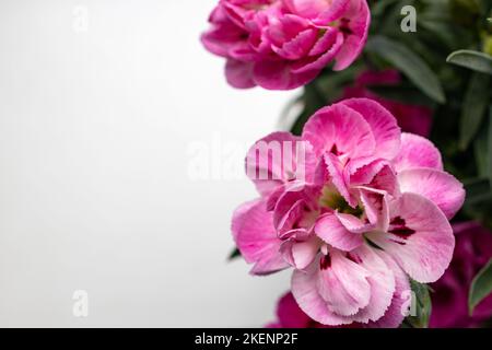 fleur de carnation avec espace vide blanc pour le texte Banque D'Images