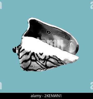 Gravure graphique d'un seashell.Realistic shells illustration. Banque D'Images