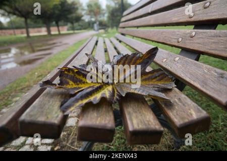 Feuille au-dessus d'un banc dans un parc Banque D'Images