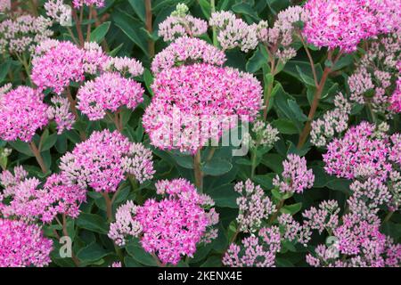 Fleur rose Sedum - Stonecrop à la fin de l'été. Banque D'Images