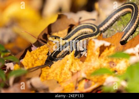 Serpent à jarretière commun (Thamnophis sirtalis) dans les feuilles d'automne Banque D'Images