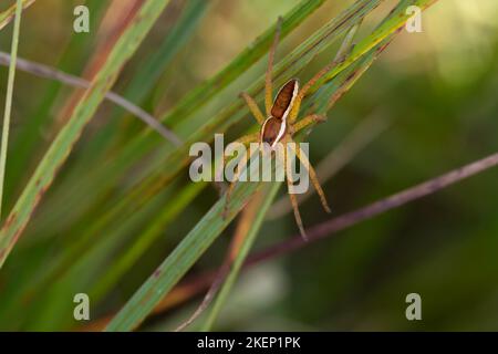 Araignée radeau (Dolomedes fimbriatus), assise sur une lame d'herbe, Pfruehlmoos, Bavière Banque D'Images