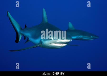 Gros plan de la paire de requins gris de récif (Carcharhinus amblyrhynchos) nageant avec une bouche légèrement ouverte près du spectateur, Océan Pacifique, Yap Island, Yap Banque D'Images