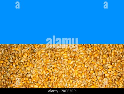 Photo symbolique, en couleurs du drapeau national ukrainien, le jaune se compose de grains de blé (Triticum turgidum) Banque D'Images