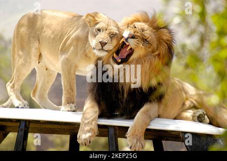 Le lion mâle n'est pas dans l'humeur tandis que la lionne femelle essaie de lui montrer une certaine affection. Banque D'Images