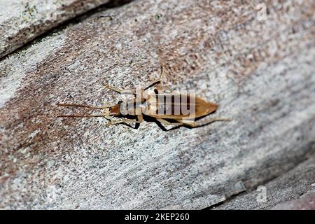 Coléoptère des cloques côtières (Thelyphassa sp.) Banque D'Images