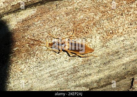 Coléoptère des cloques côtières (Thelyphassa sp.) Banque D'Images