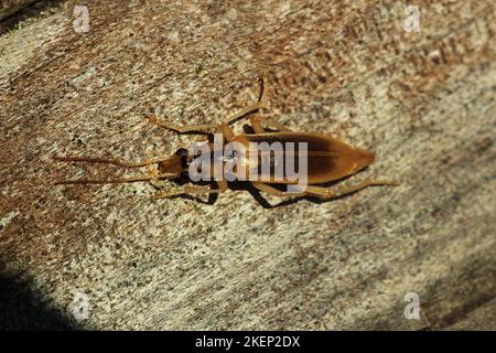 Coléoptère des cloques côtières (Thelyphassa sp.) Banque D'Images
