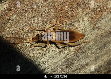 Coléoptère des cloques côtières (Thelyphassa sp.) Banque D'Images