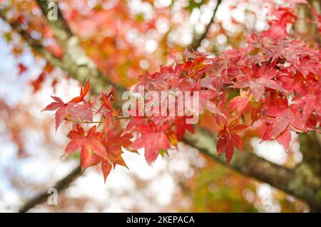 Feuillage d'automne rouge et or sur un érable japonais à Arashiyama — Kyoto, Japon Banque D'Images