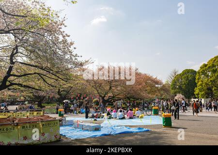 Tokyo, APR 5 2013 - beaucoup de gens appréciant la fleur de cerisier dans le parc Ueno Banque D'Images