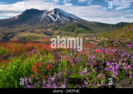 Émission matinale de gaz du Mont St Helens avec du rouge Pinceau indien et penstemon violet fleurissant le long de Johnston Ridge dans Le mont St Helens de Washington Banque D'Images