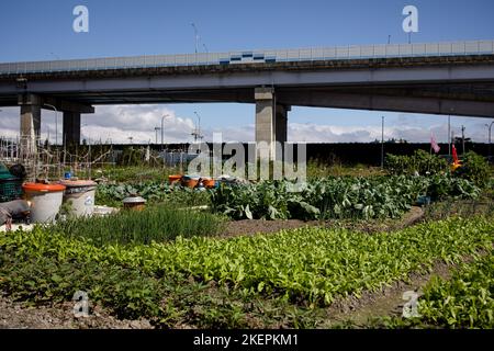 Nouveau Taipei, Taïwan. 13th novembre 2022. Terres agricoles vues à côté d'une autoroute dans la ville de New Taipei. (Photo de Hesther ng/SOPA Images/Sipa USA) crédit: SIPA USA/Alay Live News Banque D'Images