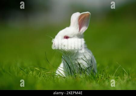 Drôle petit lapin blanc sur l'herbe verte de printemps. Concept de ferme Banque D'Images
