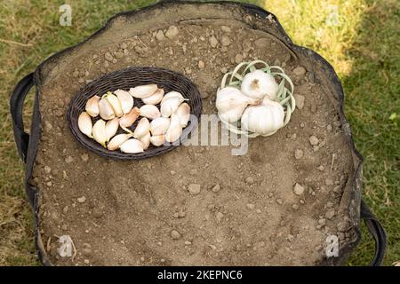 Bulbes et gousses d'ail dans un petit panier à planter dans un sac de culture ou un jardin à lit surélevé Banque D'Images