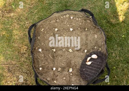 Gousses d'ail semés en rangée dans le sol dans un sac de culture Banque D'Images