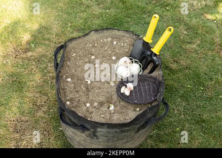 Les gousses d'ail sont plantées dans le sac de culture. Outils et ampoules de jardinage sur un sac de culture Banque D'Images