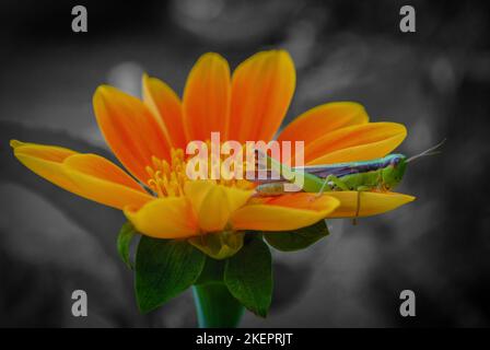 Magnifique sauterelle verte reposant sur le pétale d'une fleur d'orange Banque D'Images