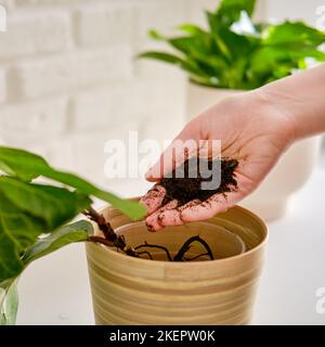 Une femme fleuriste verse le sol pour planter des plantes ficus lyrata bambino dans un pot de fleurs. Les mains des femmes et les soins pour les plantes à domicile Banque D'Images