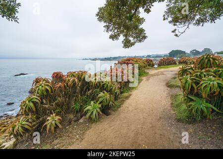 Promenade sur la plage, et de magnifiques arbustes d'Aloe Vera qui poussent le long de la promenade, en Californie Banque D'Images