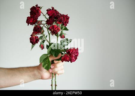 La personne tient dans la branche de la main de roses sèches. Banque D'Images