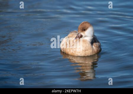 Un gros plan d'un pomchard rouge à crête femelle alors qu'elle nage sur l'eau bleue d'un lac Banque D'Images