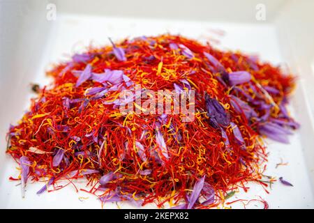 Velours de safran, étamines de fleurs et pétales gros plan, fond blanc. Processus de séparation de crocus, saison de récolte. Banque D'Images