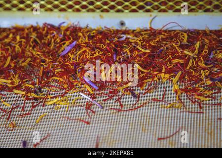 Processus de séparation du safran, filetages de crocus sur séparateur, gros plan. Étamines et pétales de fleurs. Récolte Banque D'Images