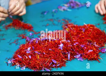 Procédé safran, poils de fleurs et pétales gros plan, mains Blur séparés des fils de crocus, fond bleu. Saison de récolte. Banque D'Images