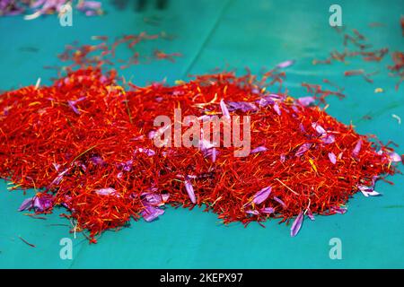 Fleur de safran étamines et pétales gros plan, processus de séparation de crocus, tas de fils, fond vert. Saison de récolte. Banque D'Images