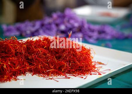 Fils de safran velours, gros plan, flou fond de pétales de fleurs violets. Processus de séparation des étamines de Crocus, saison de récolte Banque D'Images