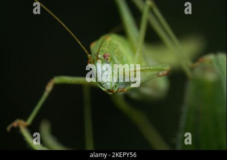 Gros plan frontal sur un Bush-Cricket vert brillant à faucille, Phaneroptera falcata dans la végétation sur fond sombre Banque D'Images