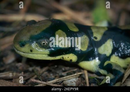 Vue rapprochée naturelle de la salamandre tigrée barrée, Ambystoma mavortium assis sur le sol Banque D'Images