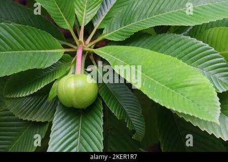 Pomme d'éléphant (Dillenia indica) sur fond de feuille verte Banque D'Images