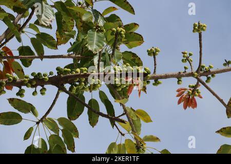 Ficus racemosa, populairement connu sous le nom d'arbre de figues de grappe ou de gular Banque D'Images