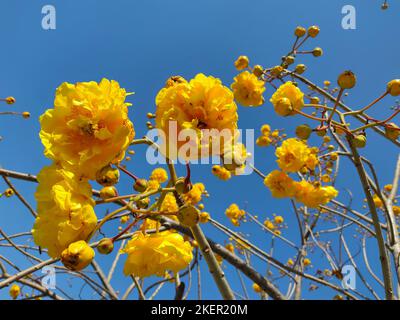 Arbre de coton jaune fleuri à la Saint-Sylvestre Banque D'Images