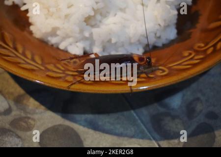 cafard sur une assiette de riz. contamination croisée des aliments qui cause la diarrhée maladie Banque D'Images