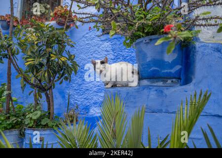 Un chat à Blue Chefchaouen, Maroc Banque D'Images