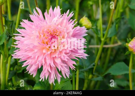 Dahlia 'Nadia Ruth', Dinnerplate dahlia, 'Nadia Ruth' fleur rose douce. Septembre. Banque D'Images